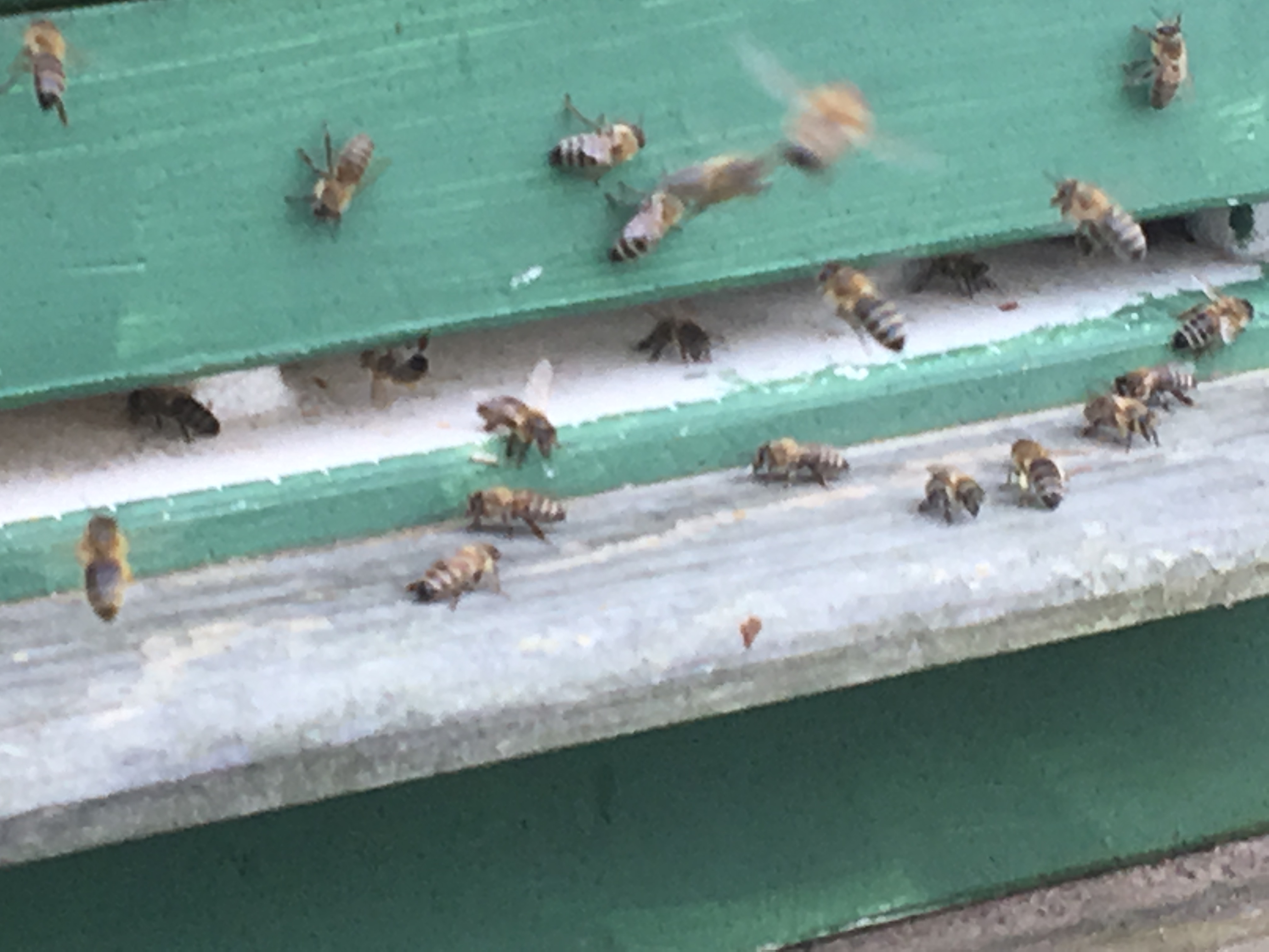 Einfliegende Bienen 